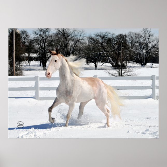 Pôster Tennessee Walking Horse em neve (Frente)