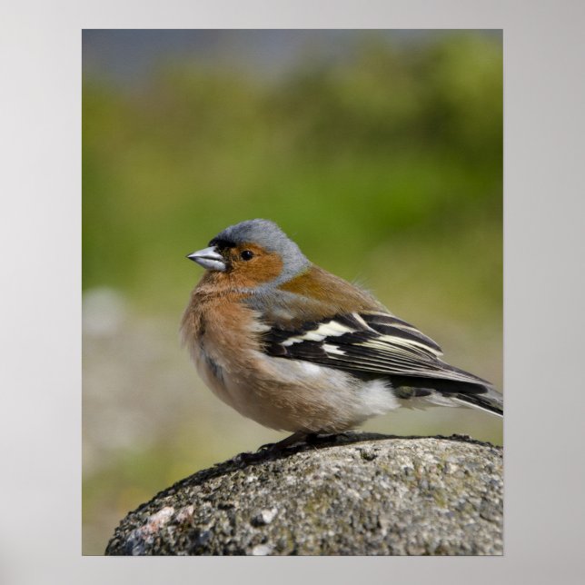 Pôster Tentilhão-macho (Sauvagem: Fringilla coelebs) (Frente)