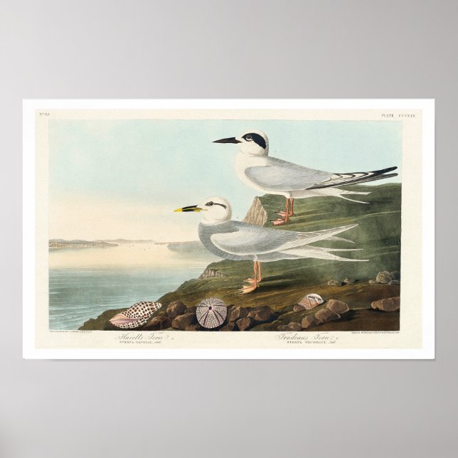 Poster Tern e Trudeau de Havell em Audubon (Frente)