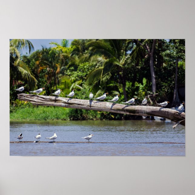 Poster Terns reais, estuário do rio Tortuguero - Costa Ri (Frente)