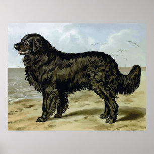 Pôster Terra Nova, desenho de alta qualidade do cão