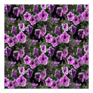 Pôster Terra Petunia...