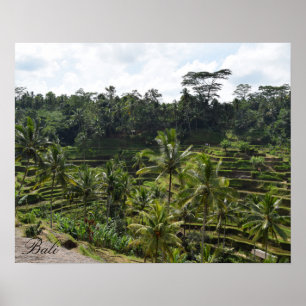 Pôster Terraço do campo do arroz de Bali Ubud