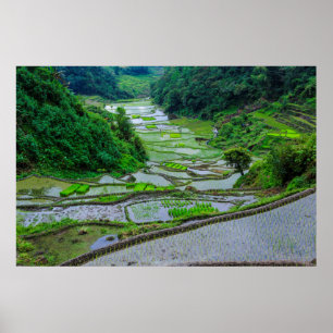 Poster Terraços de Arroz de Banaue, Luzon