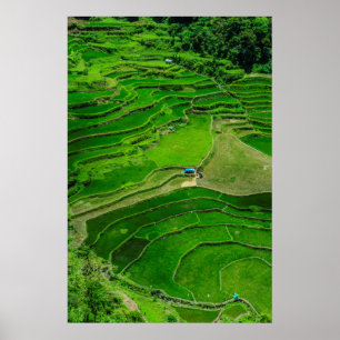 Poster Terraços de arroz verde nas Filipinas