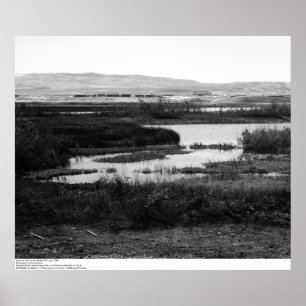 Poster Terreno através da piscina dos animais selvagens,
