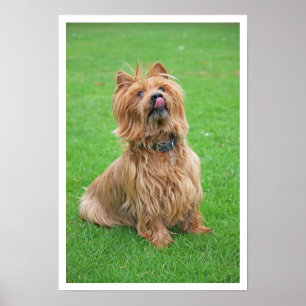 Poster Terrier australiano que lambe o nariz