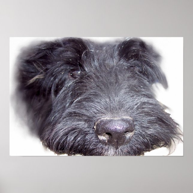 Pôster Terrier Escocês preto, cabeça de cachorro close-up (Frente)
