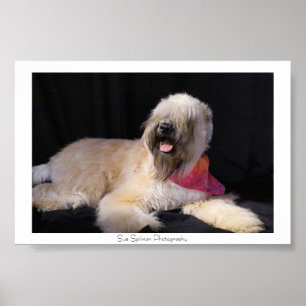 Pôster Terrier Wheaten
