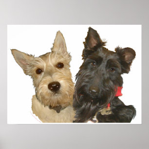 Pôster Terriers Escoceses Trigo e Preto