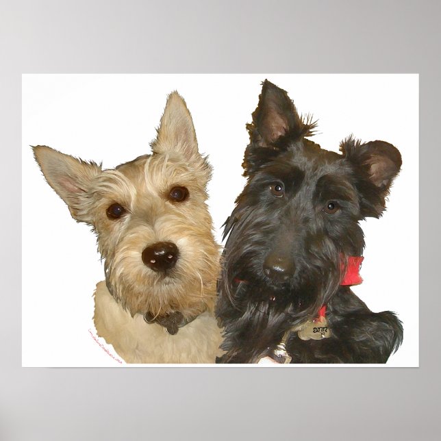 Pôster Terriers Escoceses Trigo e Preto (Frente)