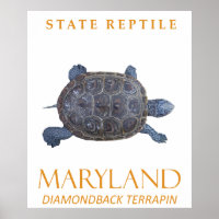 Território de Maryland - Tartaruga Água fresca