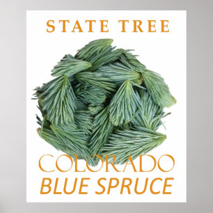 Poster Território do Colorado Árvore O Abeto Azul