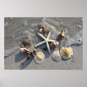 Poster Tesouros da praia da maré baixa