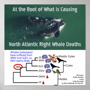 Poster Teste das baleias francas do Atlântico Norte para 