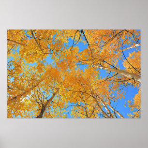 Poster Teto de Aspen