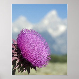 Poster Tetons Thistle