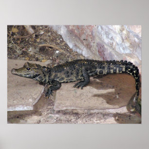 Poster Tetraspis da África Ocidental do anão Croc - do