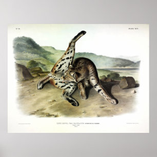 Poster Texan Lynx (Bobcat, Red Lynx) (Lynx Rufus)