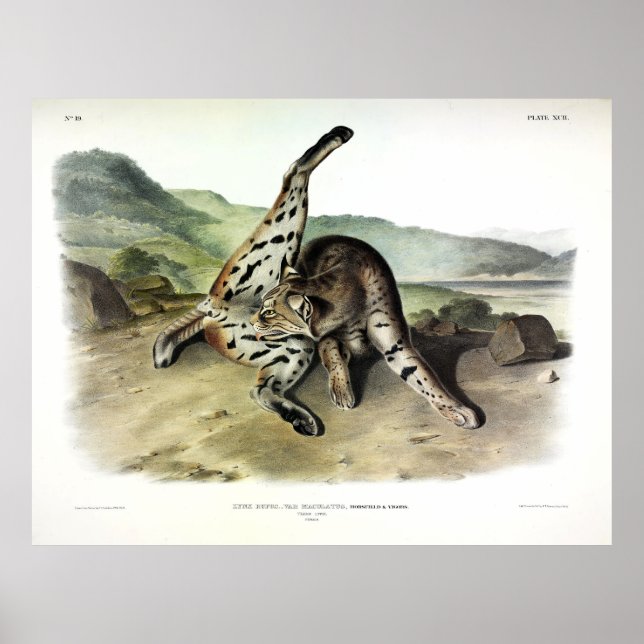 Poster Texan Lynx (Bobcat, Red Lynx) (Lynx Rufus) (Frente)