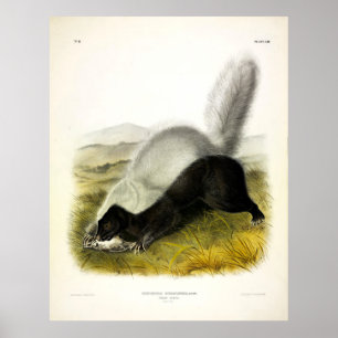 Poster Texan Skunk (American Hog-nosed Skunk) de Audubon