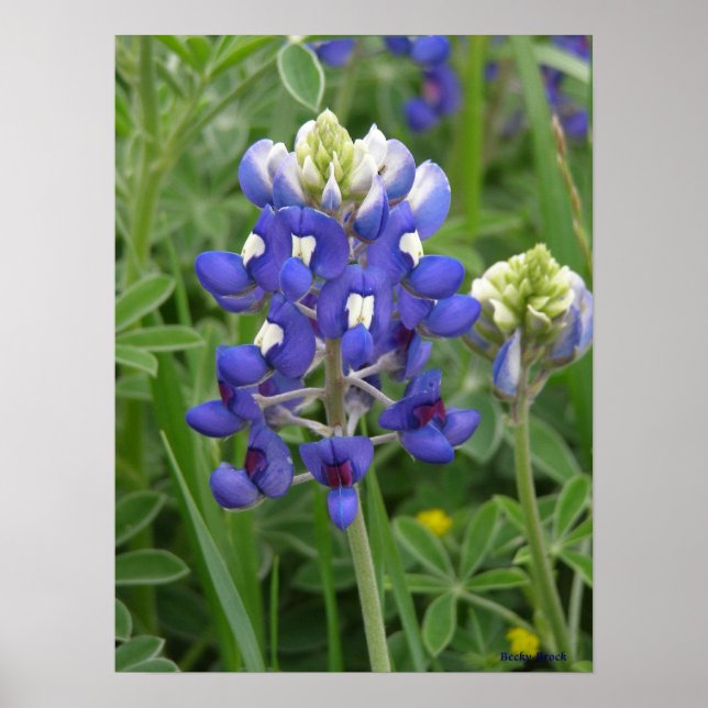 Pôster Texas Bluebonnet (Frente)