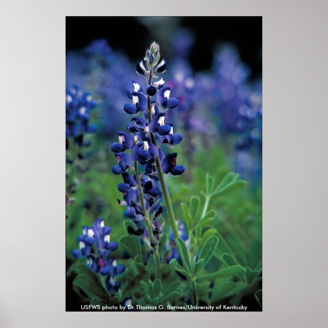 Poster / Texas Bluebonnet (Frente)