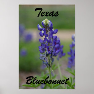 Pôster Texas, Bluebonnet