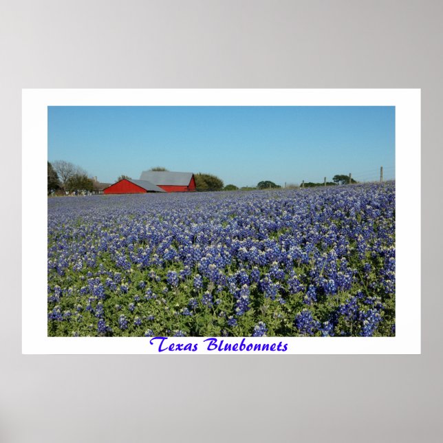 Poster Texas Bluebonnets (Frente)