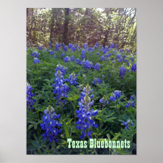 PÔSTER TEXAS BLUEBONNETS