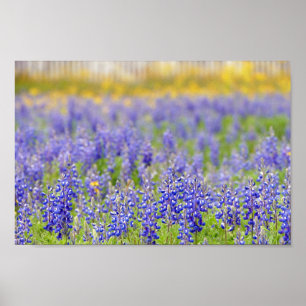Poster Texas Bluebonnets, distrito de Nacogdoches