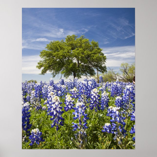 Pôster Texas bluebonnets(lupinus texensis) e carvalho (Frente)