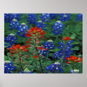 Pôster Texas Bluebonnets & Paintbrush Flowers Art Impress
