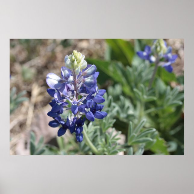 Pôster Texas Bluebonnets Série de Fotografias #8 (Frente)