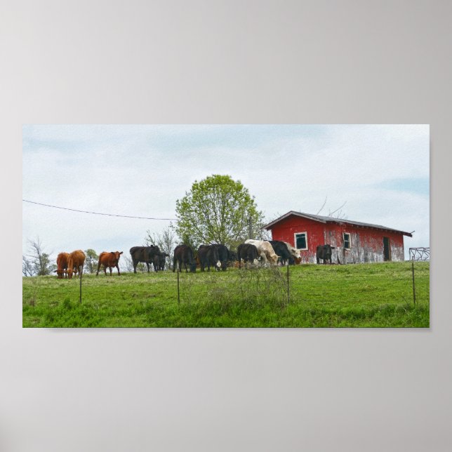 Poster Texas Cattle and Old Red Barn (Frente)