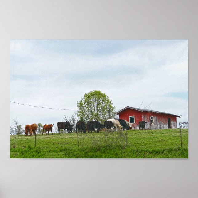 Poster Texas Cattle and Old Red Barn (Frente)