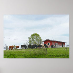 Poster Texas Cattle e Celeiro Vermelho Antigo