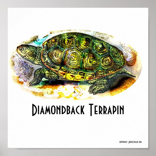Poster Texas-Diamondback-Terrapin de Junglewalk (Frente)