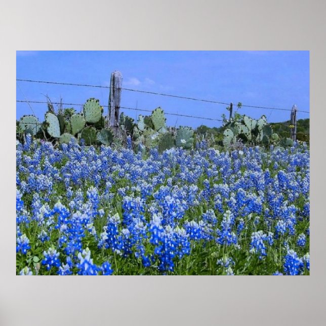 Pôster Texas Hill Country Bluebonnets/Cactus Art Impressã (Frente)