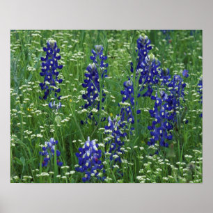 Pôster Texas, Lago Buchanan. Texas Bluebonnet e Selvagem