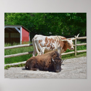 Poster Texas Longhorn e bisonte americano