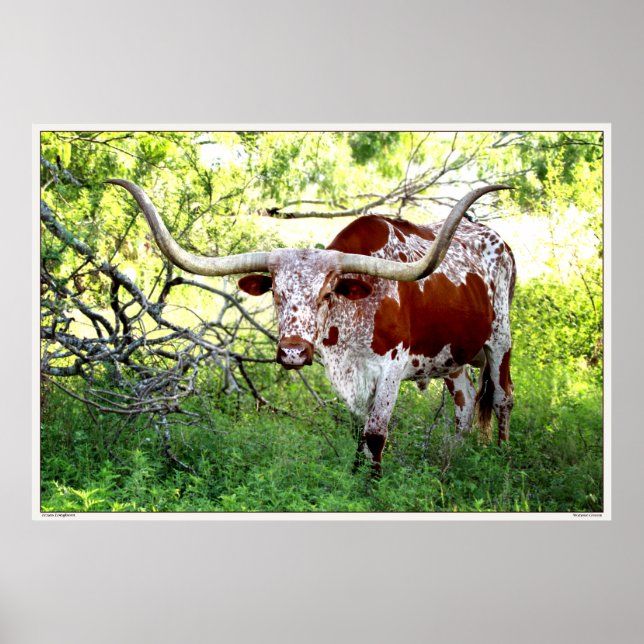 Poster Texas Longhorn Steer (Frente)