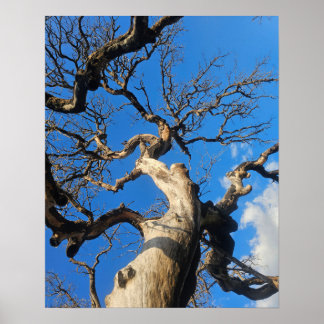 Poster Texas Oak Scarred From Wildfire