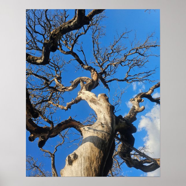 Poster Texas Oak Scarred From Wildfire (Frente)