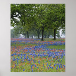 Poster Texas, Texas Hill Country, Castilleja texana e