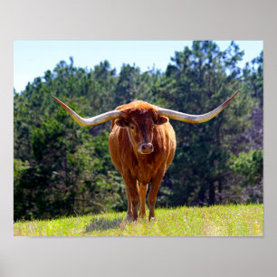 Pôster Texas Vermelho-De cabelo Longhorn