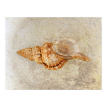 Textura Antica de Praia de Sea Shell Vintage
