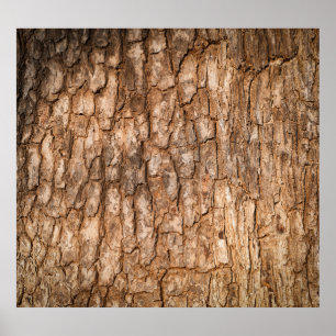 Poster Textura de latido de árvore, fundo natural de made