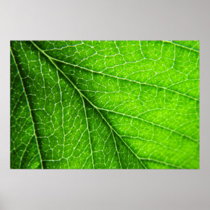 Pôster Textura verde da folha