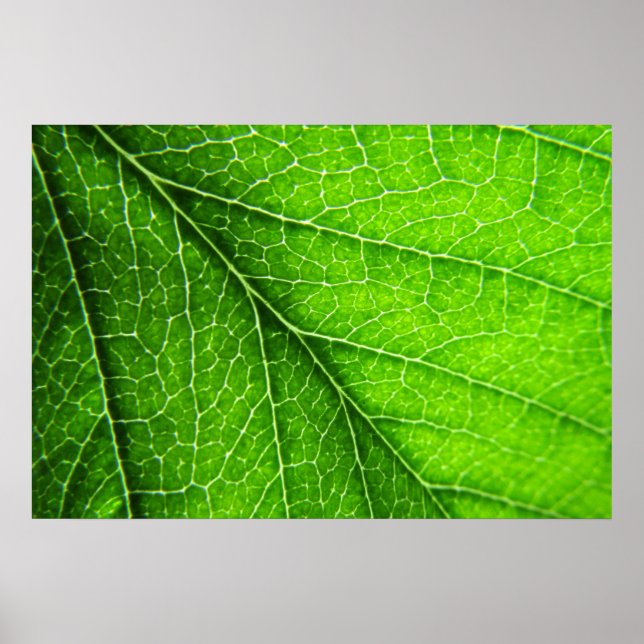 Pôster Textura verde em folha (Frente)